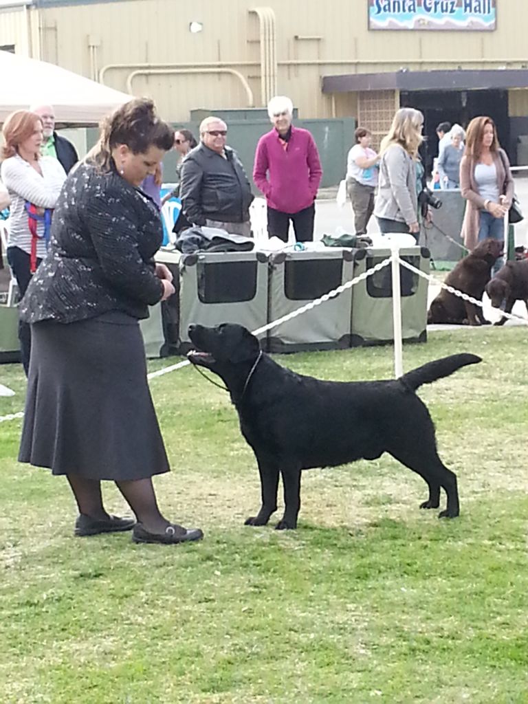 Conformation Shows – Central California Labrador Retriever Club