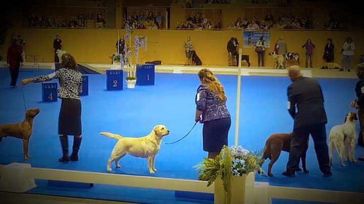 Member showing a yellow Labrador retriever