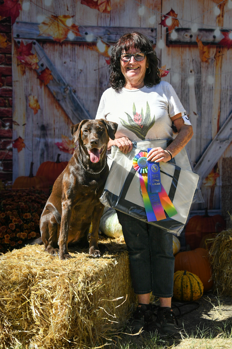 Chocolate Labrador retriever with award